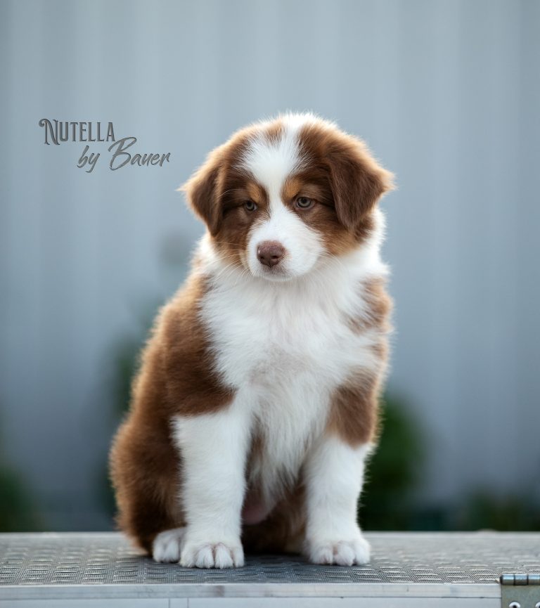 Nutella by Bauer ~
