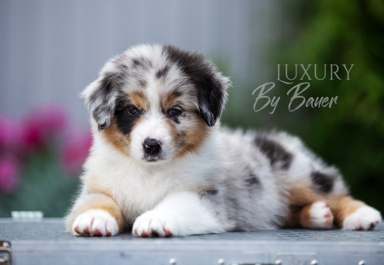Luxury by Bauer ~ ШЕРИ (НБТ)