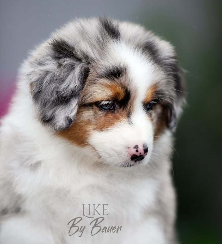 Like by Bauer ~ ВУДИ