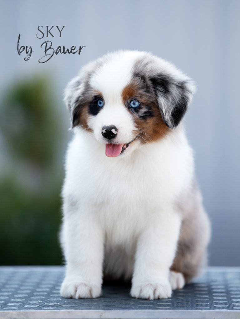 Sky by Bauer ~