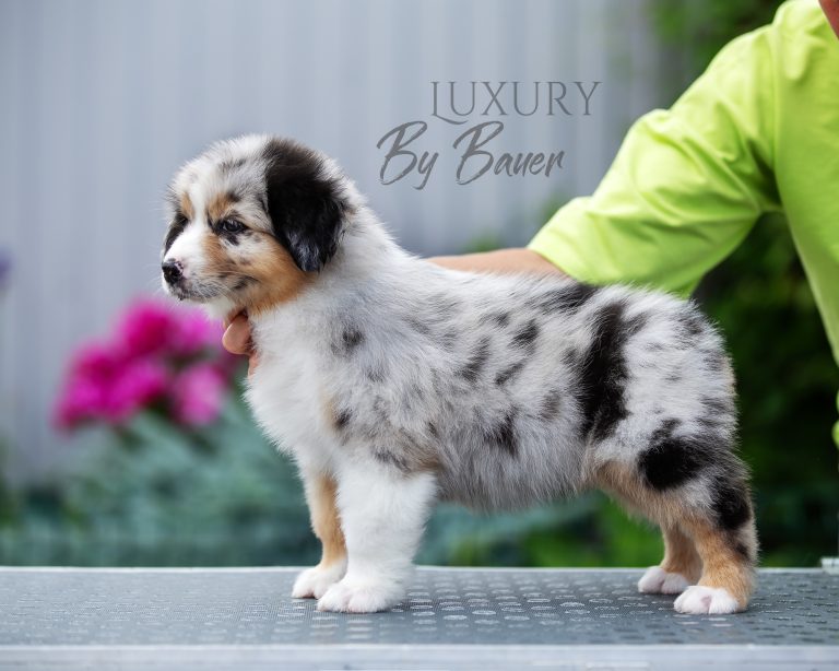 Luxury by Bauer ~ ШЕРИ (НБТ)