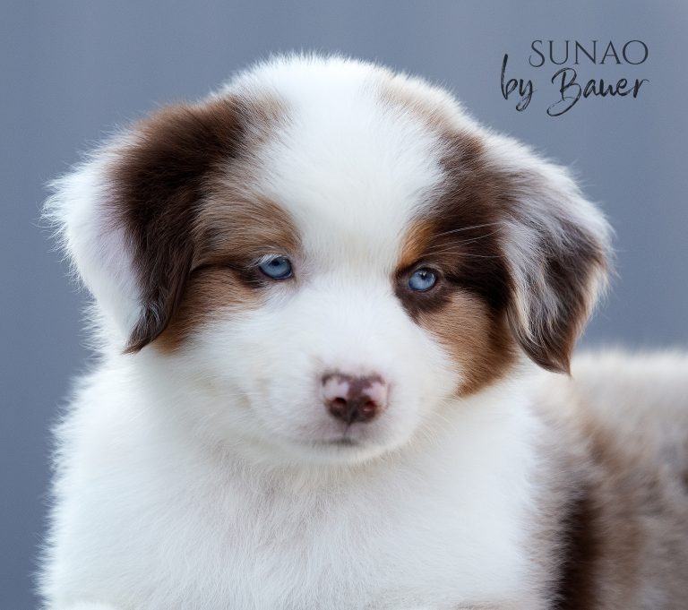 Sunao by Bauer ~ КИТАЙ