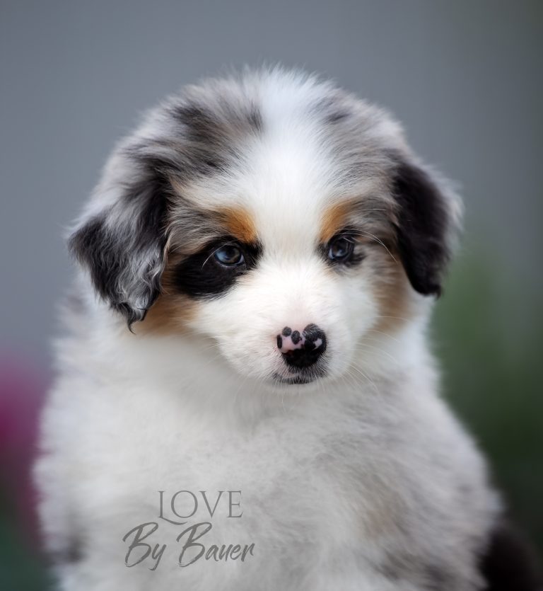 Love by Bauer ~ nbt