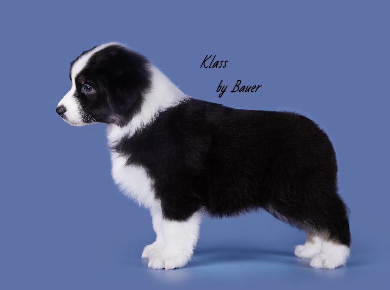 Klass by Bauer ~