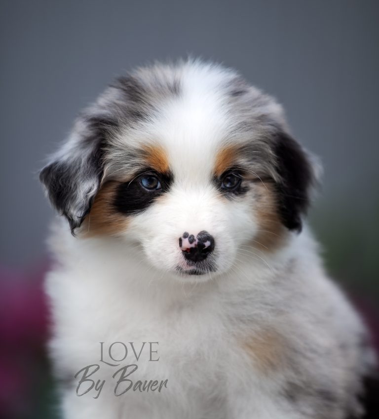 Love by Bauer ~ nbt