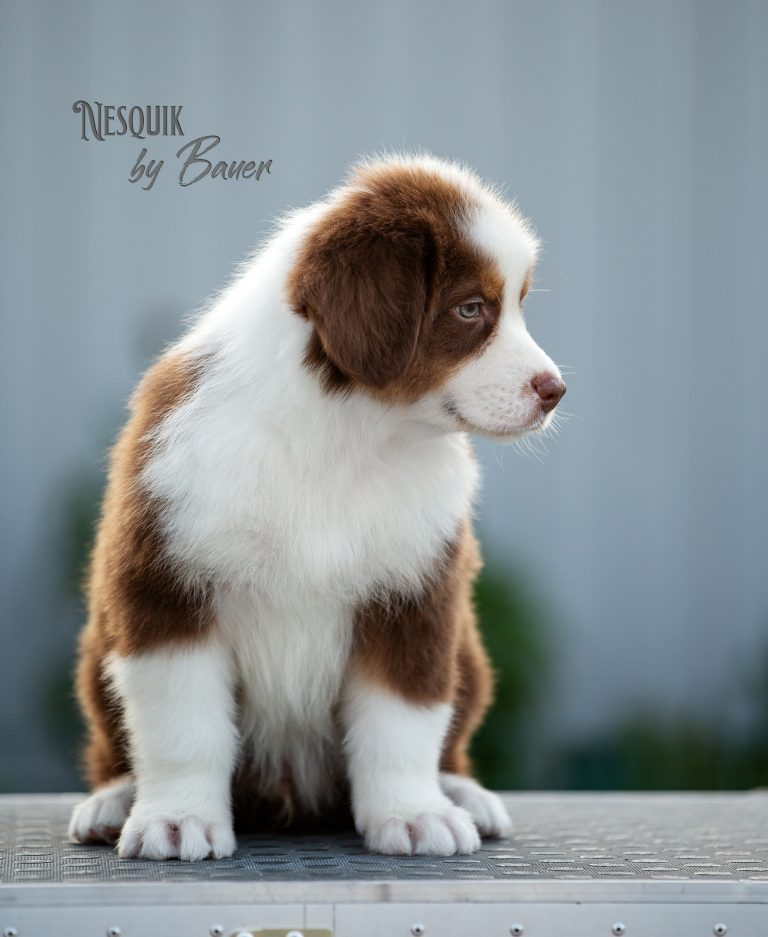 Nesquik by Bauer ~ БЕЙЛИ