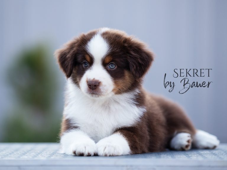 Sekret by Bauer ~
