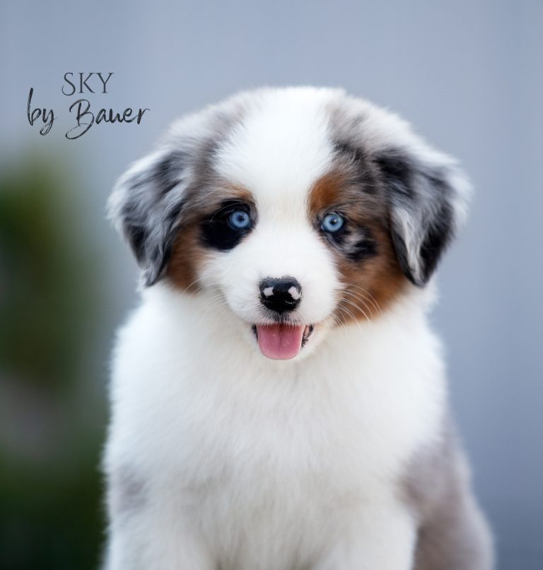 Sky by Bauer ~