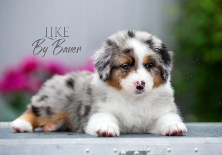Like by Bauer ~ ВУДИ