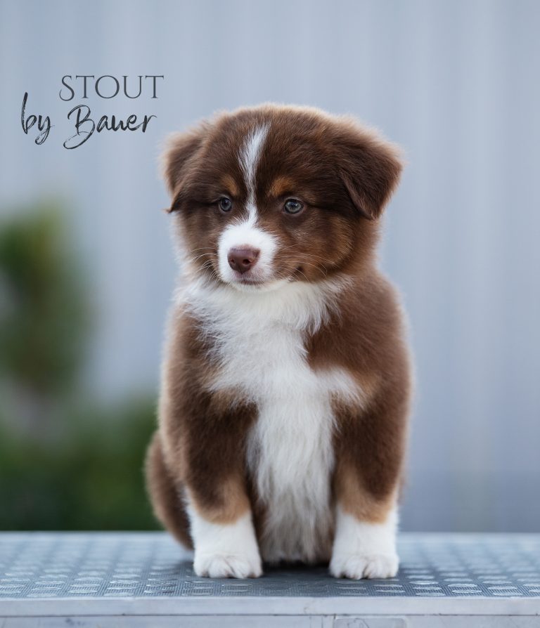 Stout by Bauer ~