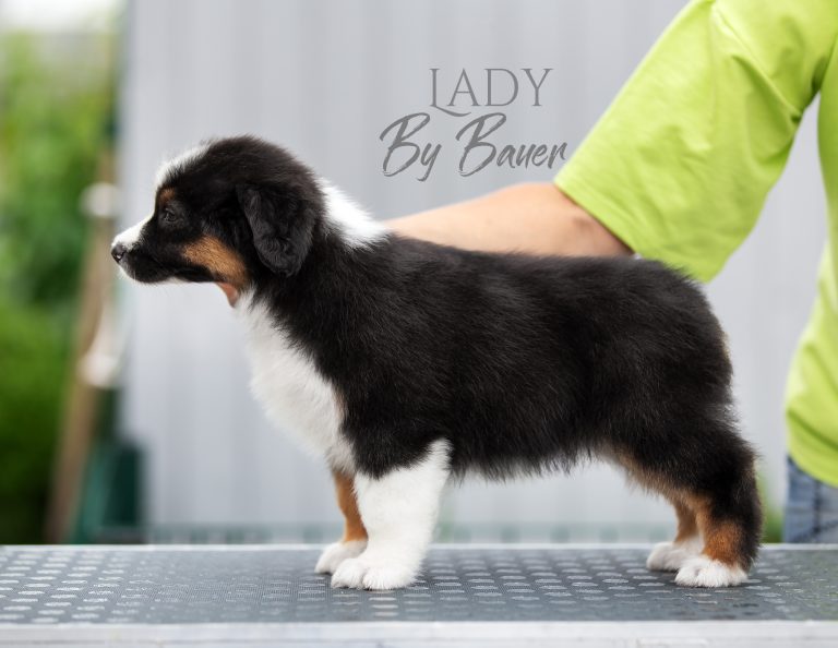 Lady by Bauer ~ nbt
