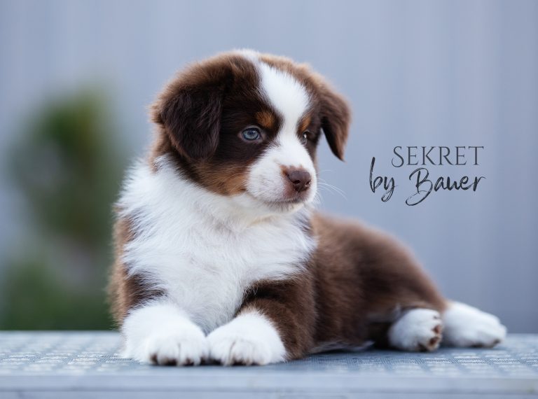 Sekret by Bauer ~