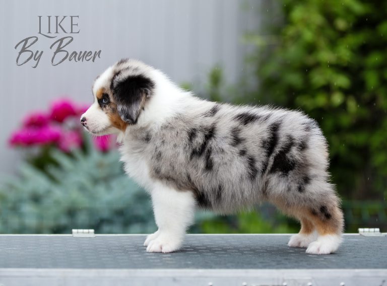 Like by Bauer ~ ВУДИ