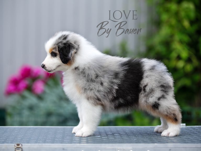 Love by Bauer ~ nbt