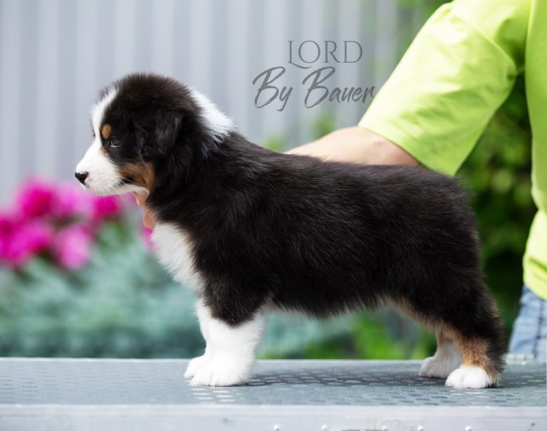 Lord by Bauer ~
