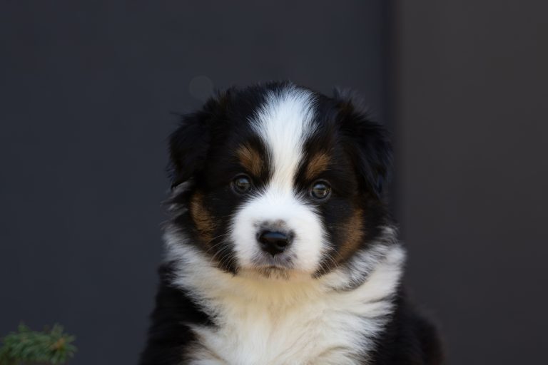 Teddy by Bauer ~
