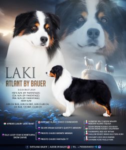 Atlant by Bauer (КФ) ~ ЛАКИ, Австралийская овчарка, фото 2 — питомник by Bauer