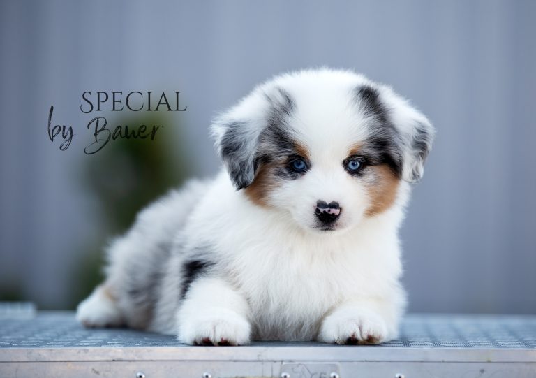 Special by Bauer ~