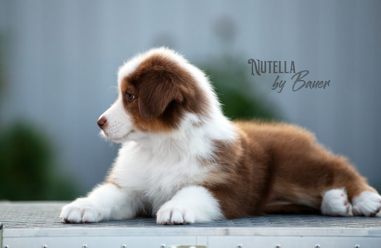 Nutella by Bauer ~