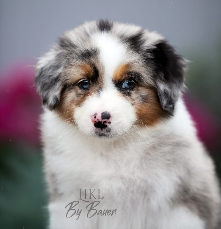 Like by Bauer ~ ВУДИ