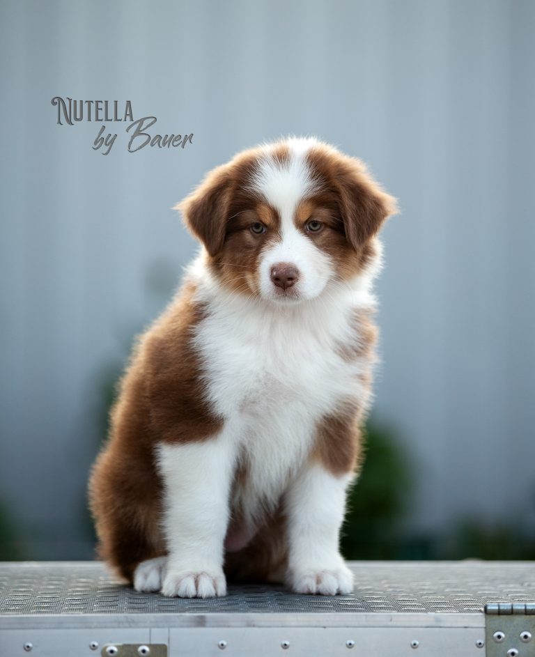 Nutella by Bauer ~