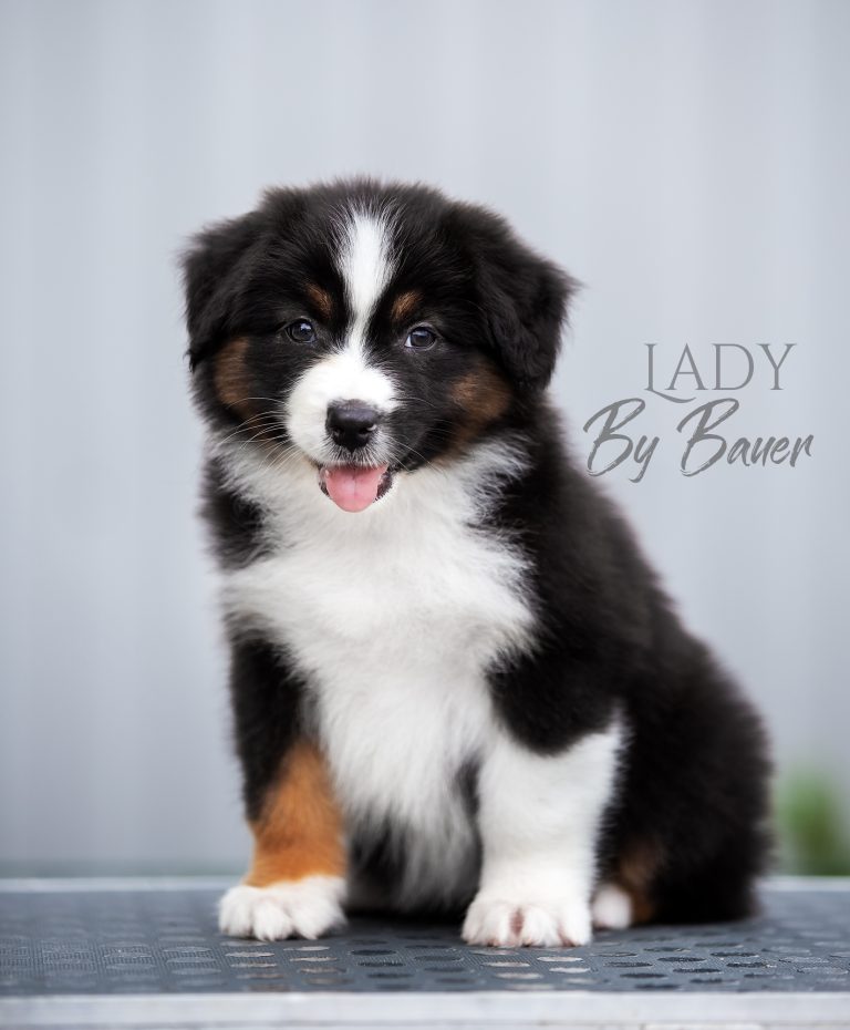 Lady by Bauer ~ nbt