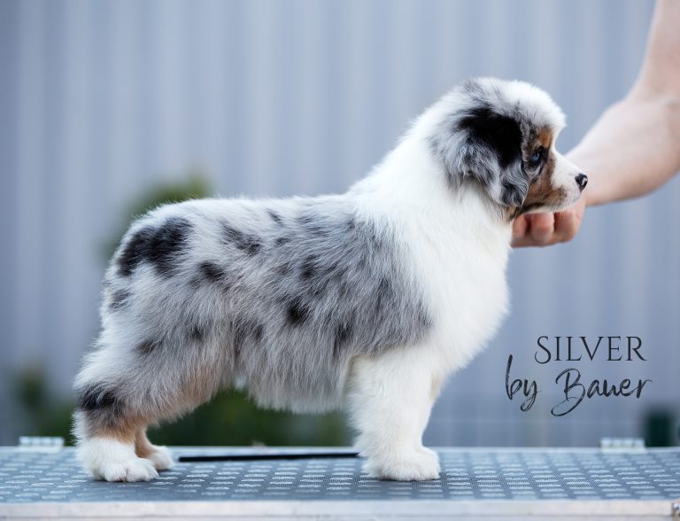Silver by Bauer ~
