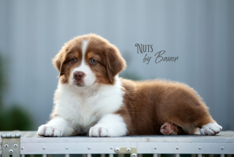 Nuts by Bauer ~