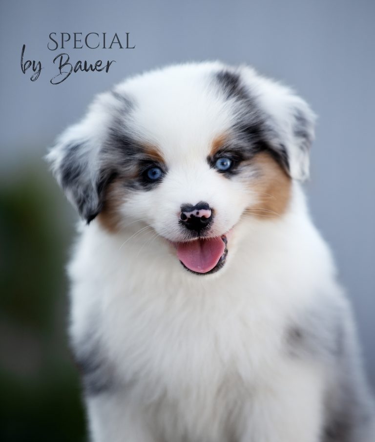 Special by Bauer ~