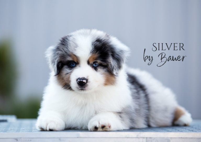 Silver by Bauer ~