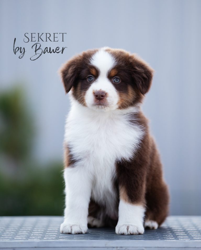 Sekret by Bauer ~