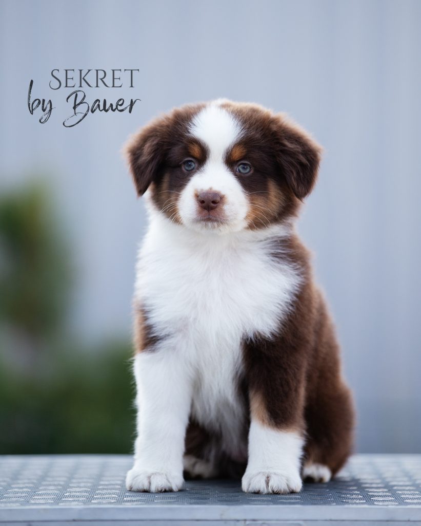 Щенок Sekret by Bauer ~, Мини-американская овчарка, окрас красный триколор
