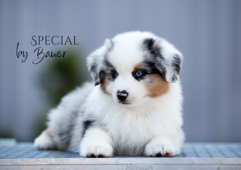 Special by Bauer ~