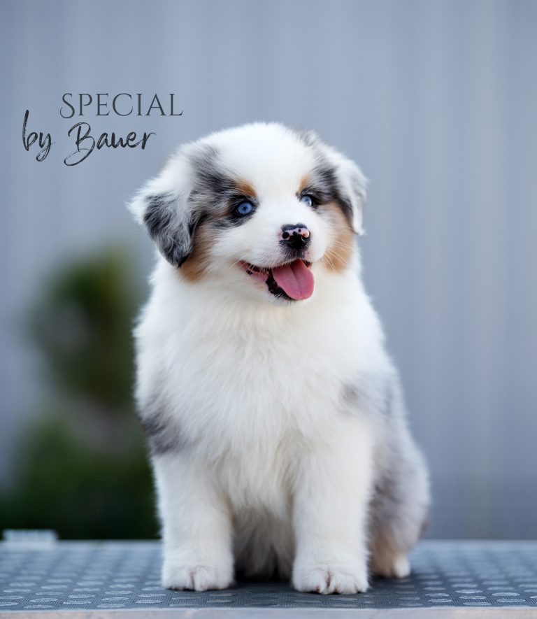 Special by Bauer ~