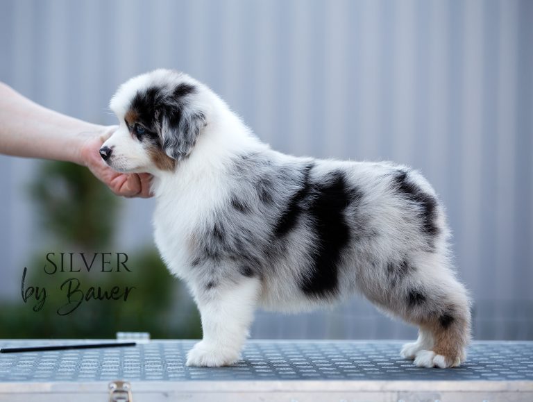 Silver by Bauer ~