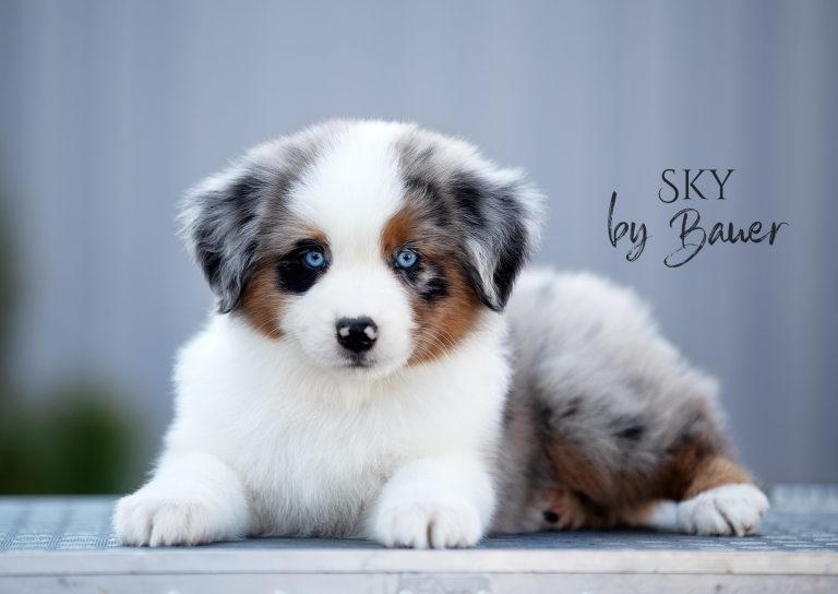 Sky by Bauer ~