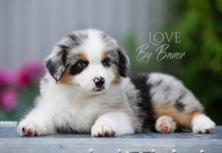 Love by Bauer ~ nbt