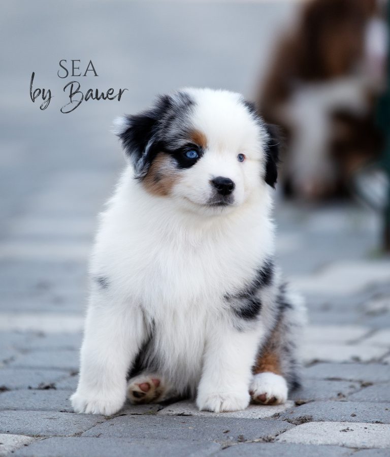 Sea by Bauer ~