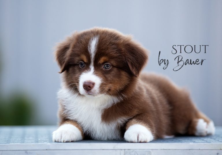 Stout by Bauer ~