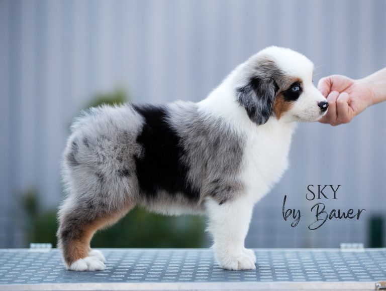 Sky by Bauer ~