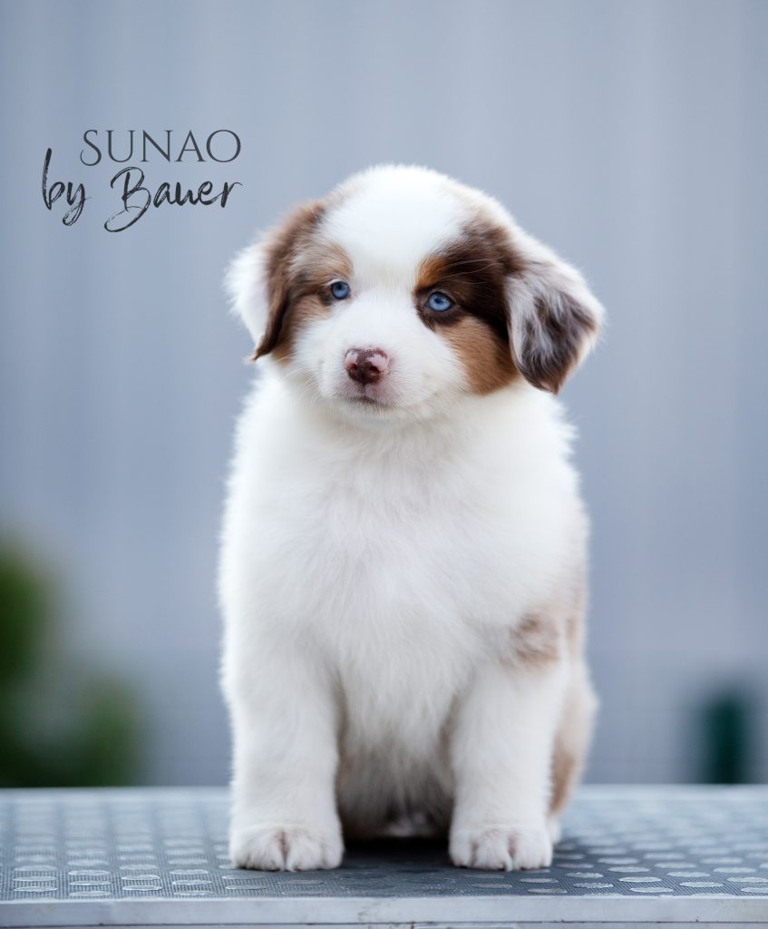 Щенок Sunao by Bauer ~ КИТАЙ, Мини-американская овчарка, окрас красный мрамор