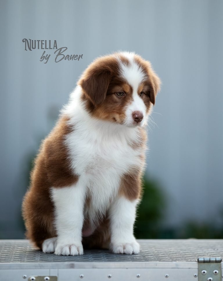 Nutella by Bauer ~