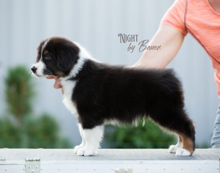 Night by Bauer ~