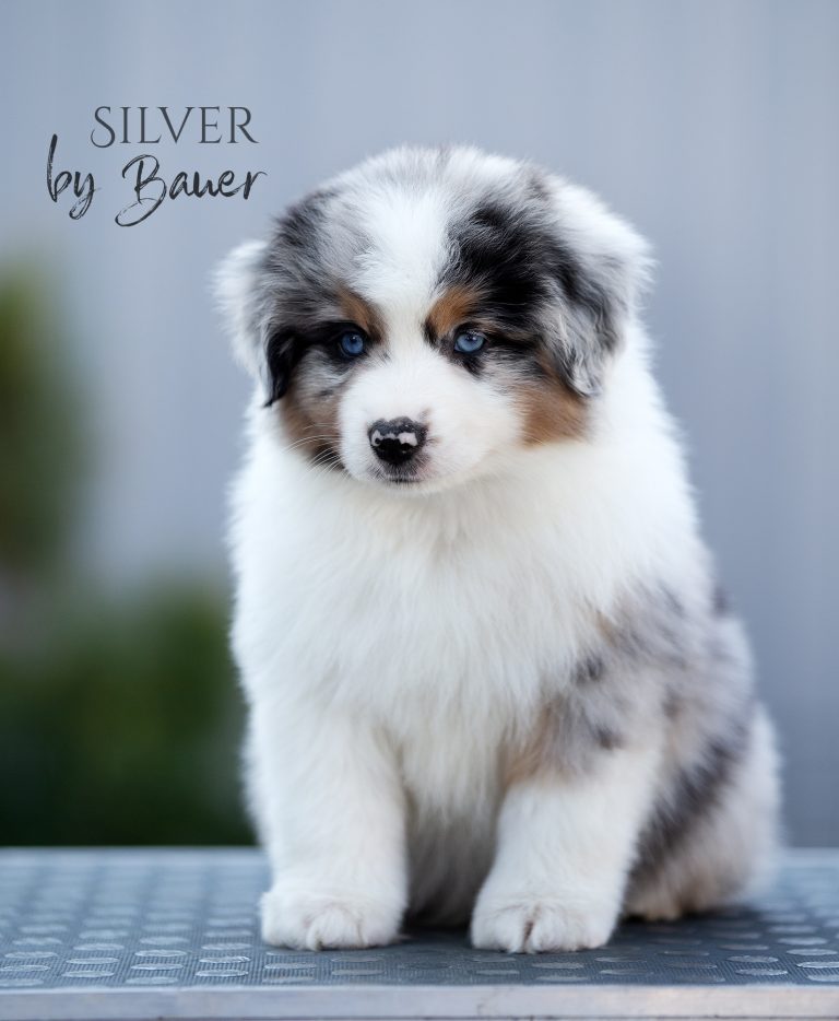 Silver by Bauer ~