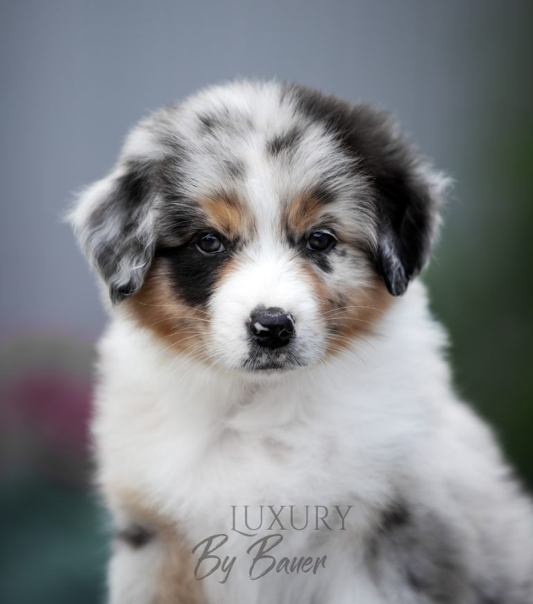 Luxury by Bauer ~ ШЕРИ (НБТ)