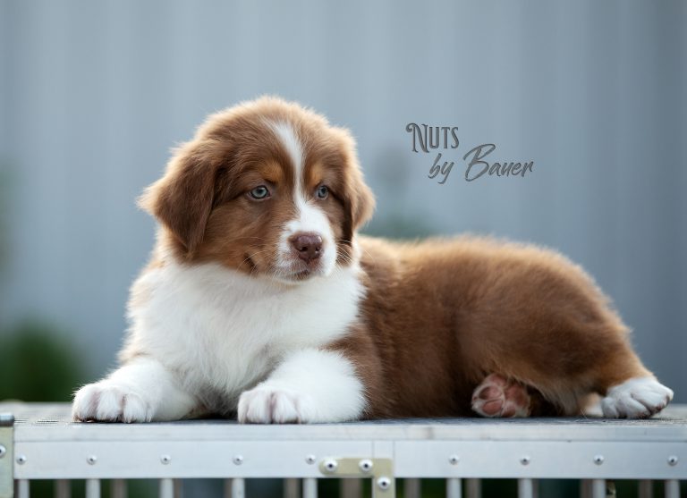 Nuts by Bauer ~
