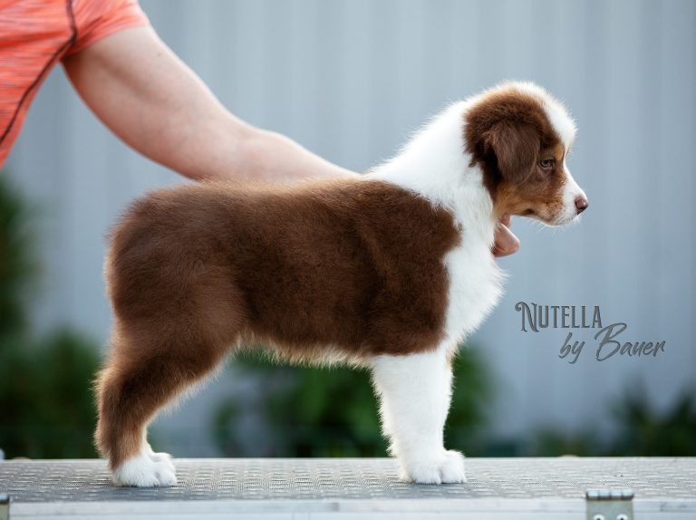 Nutella by Bauer ~