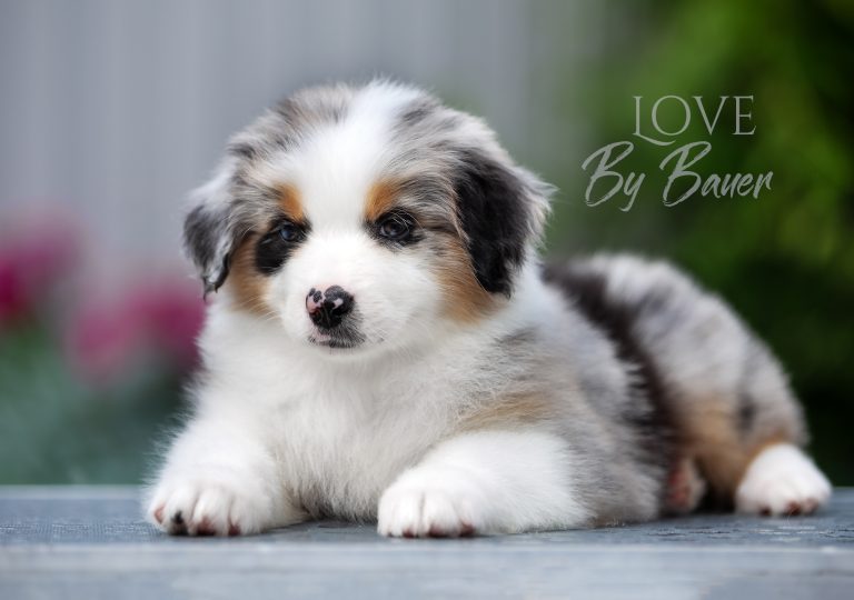 Love by Bauer ~ nbt