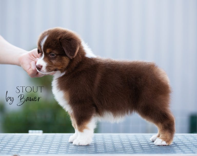 Stout by Bauer ~