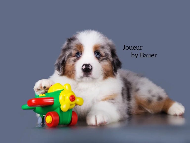 Joueur by Bauer~ РОК
